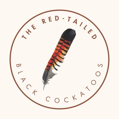 The Red-tailed Black Cockatoos